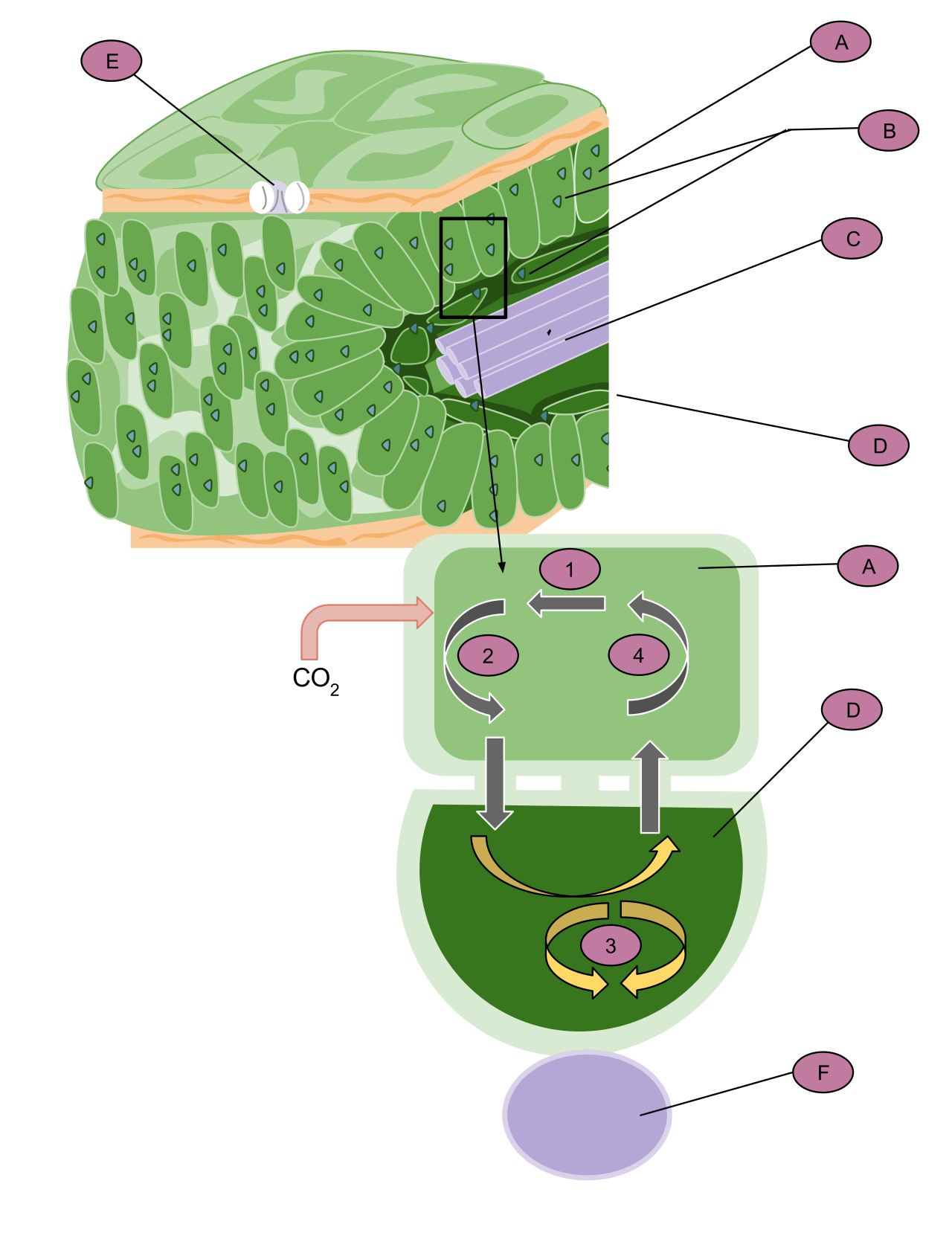 C4 plants minimize photorespiration through spatial separation, initially fixing carbon in the outer mesophyll cells before pumping it into the inner bundle-sheath cells where RuBisCO operates away from high oxygen concentrations.