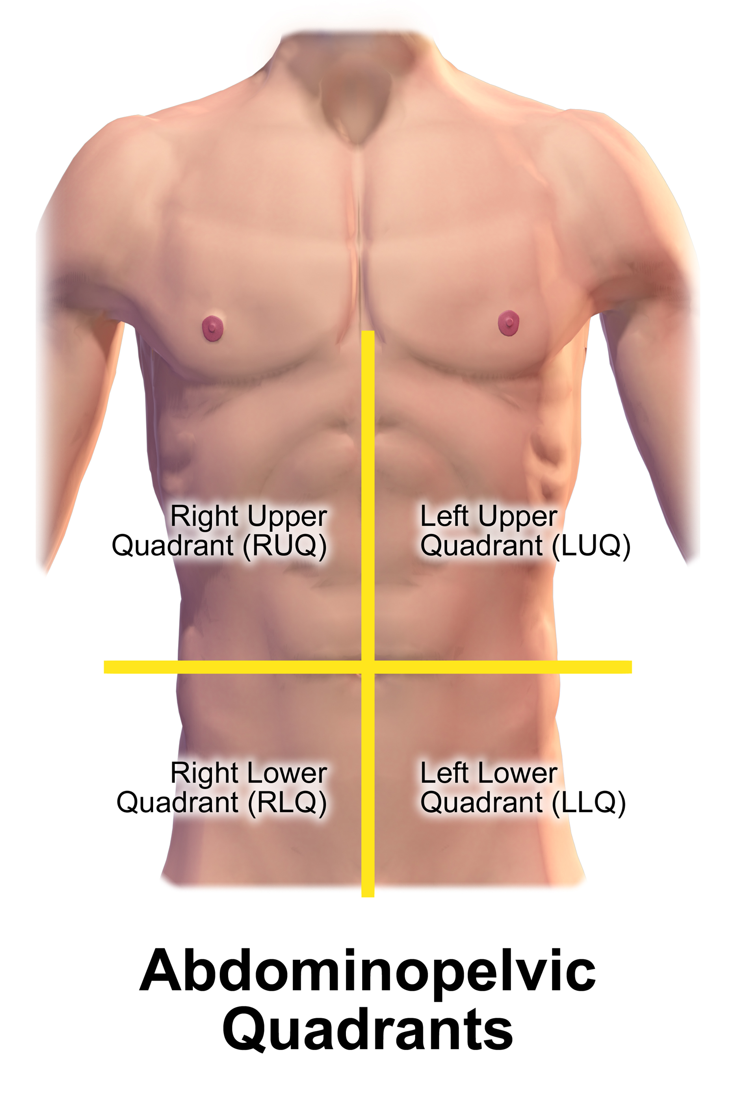 Auscultation of bowel sounds must be systematically performed across all four abdominal quadrants to accurately assess gastrointestinal motility.