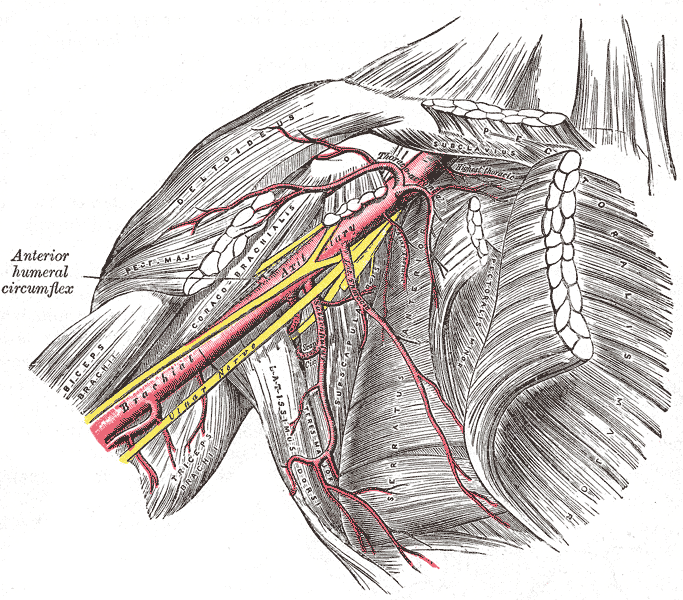 The brachial plexus, a vital network of nerves located in the axilla (armpit) region. Resting body weight on axillary crutch pads compresses these nerves, risking severe injury to the arm.