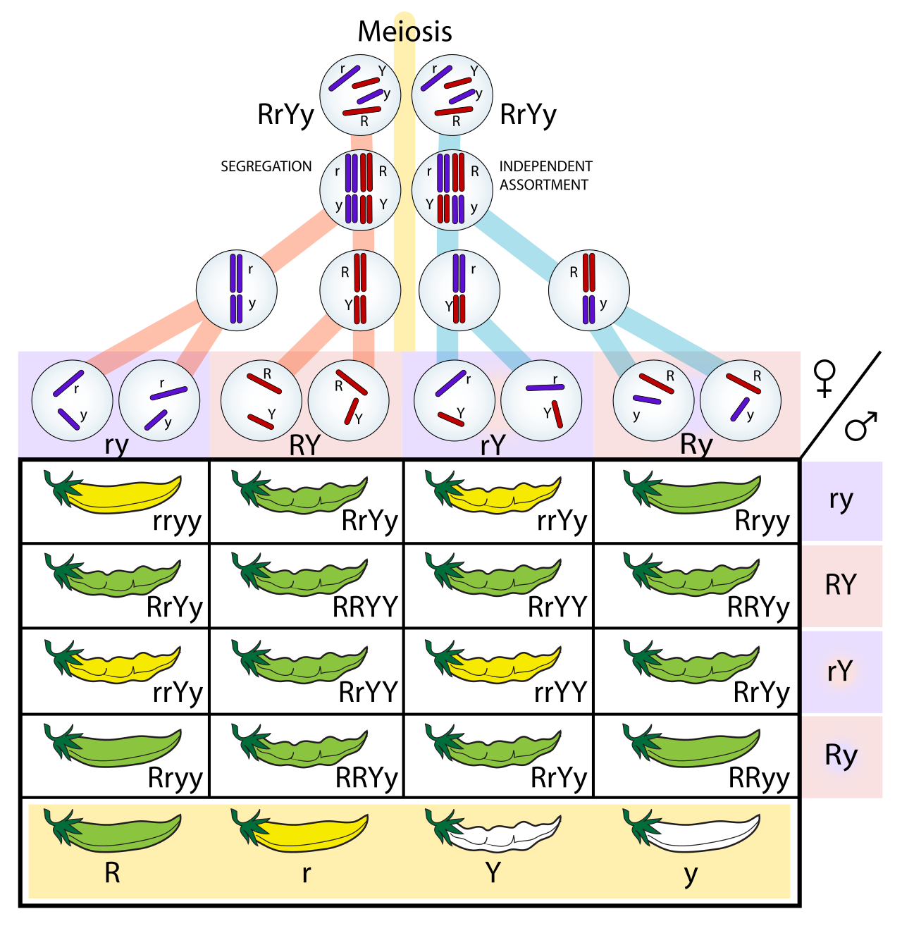 The physical basis of Mendel's laws: during meiosis, homologous chromosomes separate (Law of Segregation) and different chromosome pairs align independently of one another (Law of Independent Assortment).