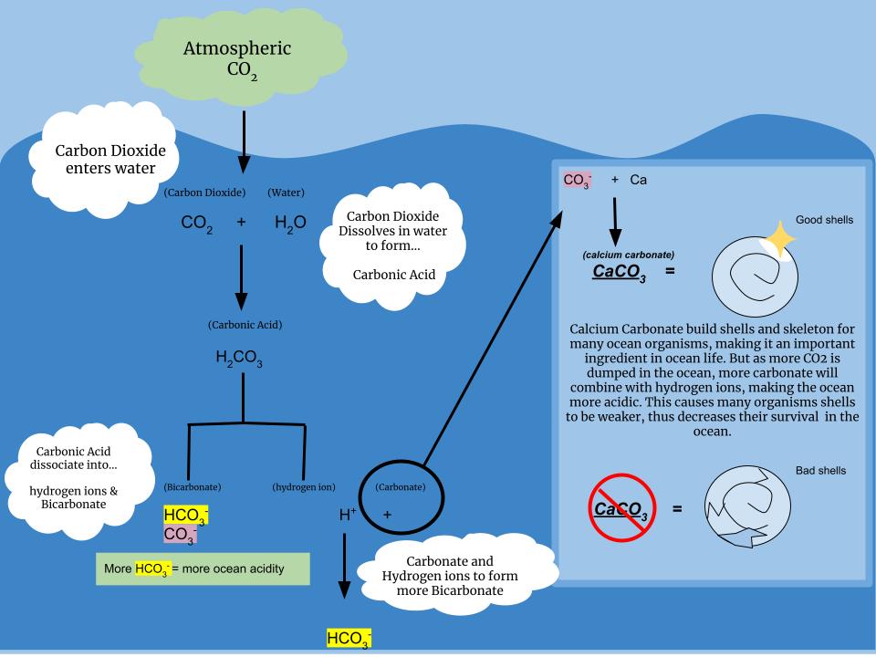 A cause and effect organizational structure maps the logical relationship between an initial catalyst—such as excess atmospheric carbon—and its physical consequence, like the acidification of the ocean.