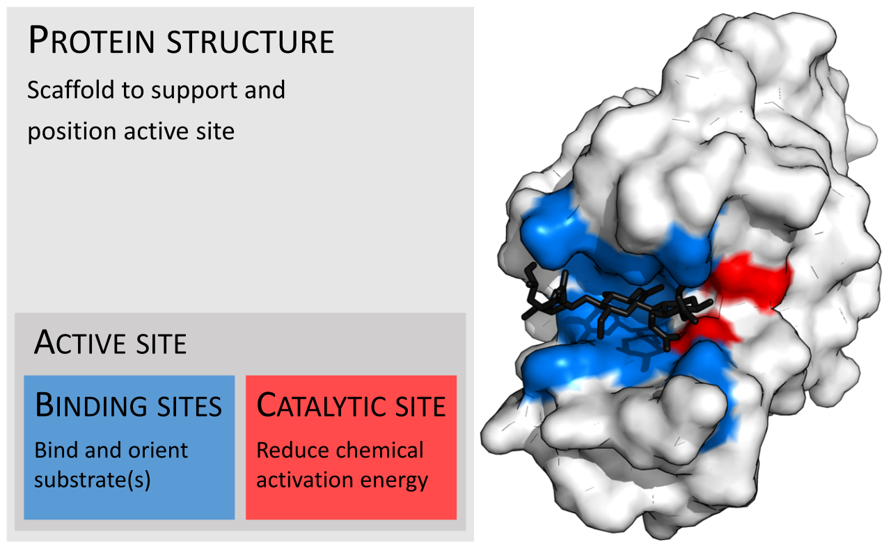 An enzyme's biological function is dictated by its 3D structure. The precise shape of its active site (red) allows it to bind specifically to its target substrate (black).