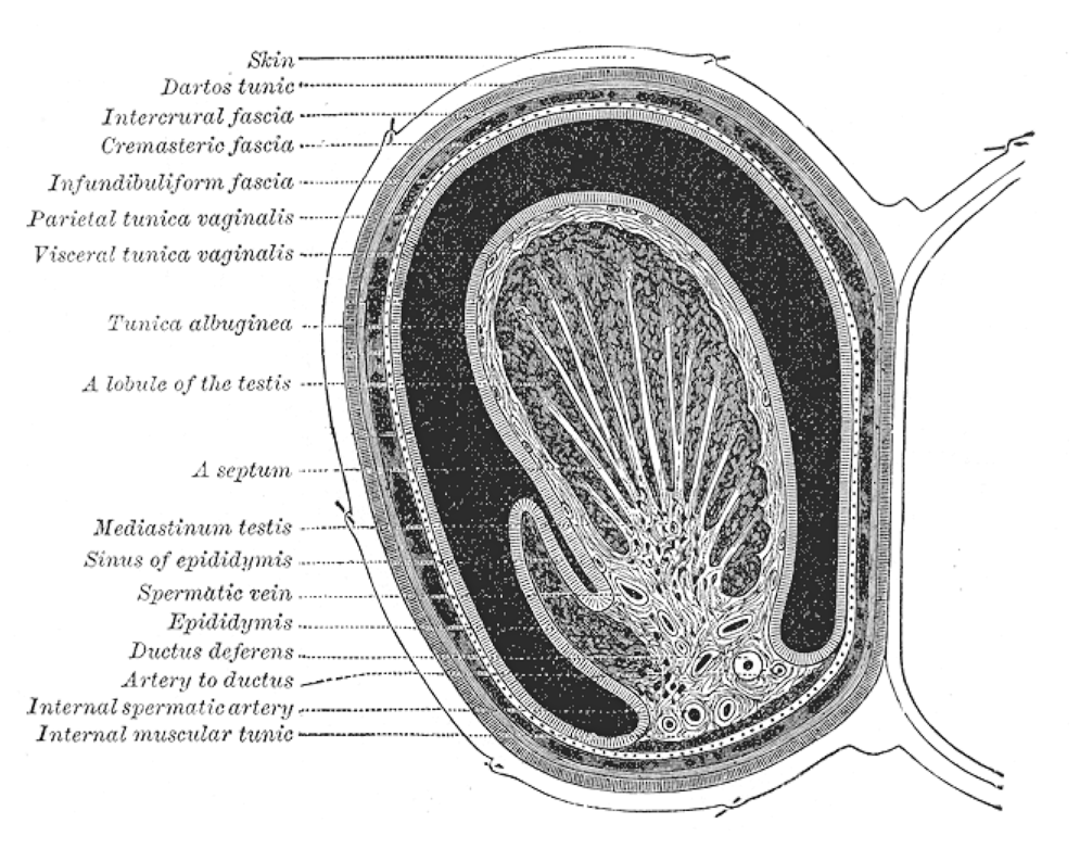 Cross-section of the scrotum and testis, illustrating their anatomical placement outside of the core abdominal cavity—a necessary adaptation to maintain the lower temperature required for spermatogenesis.