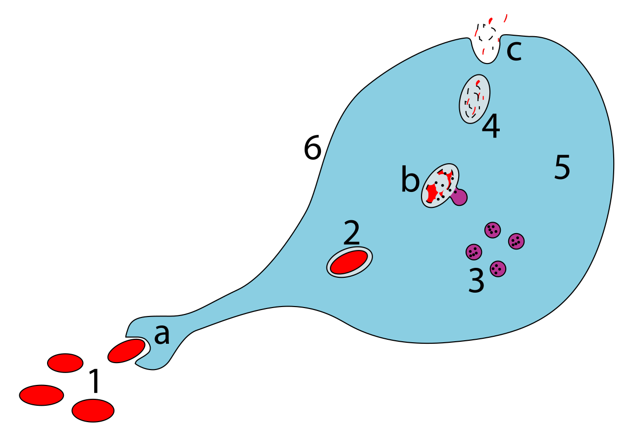 Macrophages are phagocytic cells of the innate immune system that engulf and digest foreign pathogens.