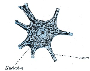 Highly specialized cells, such as this mature neuron, often permanently exit the cell cycle to enter the non-dividing G0 phase.