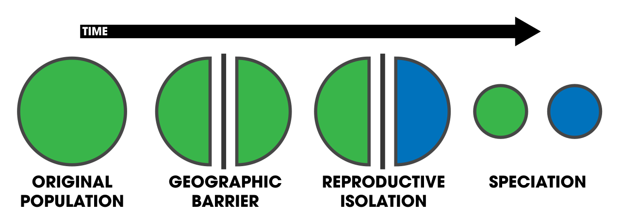 The mechanical process of allopatric speciation: a geographic barrier physically separates a population, severing gene flow and allowing independent evolutionary changes to eventually create reproductive isolation.