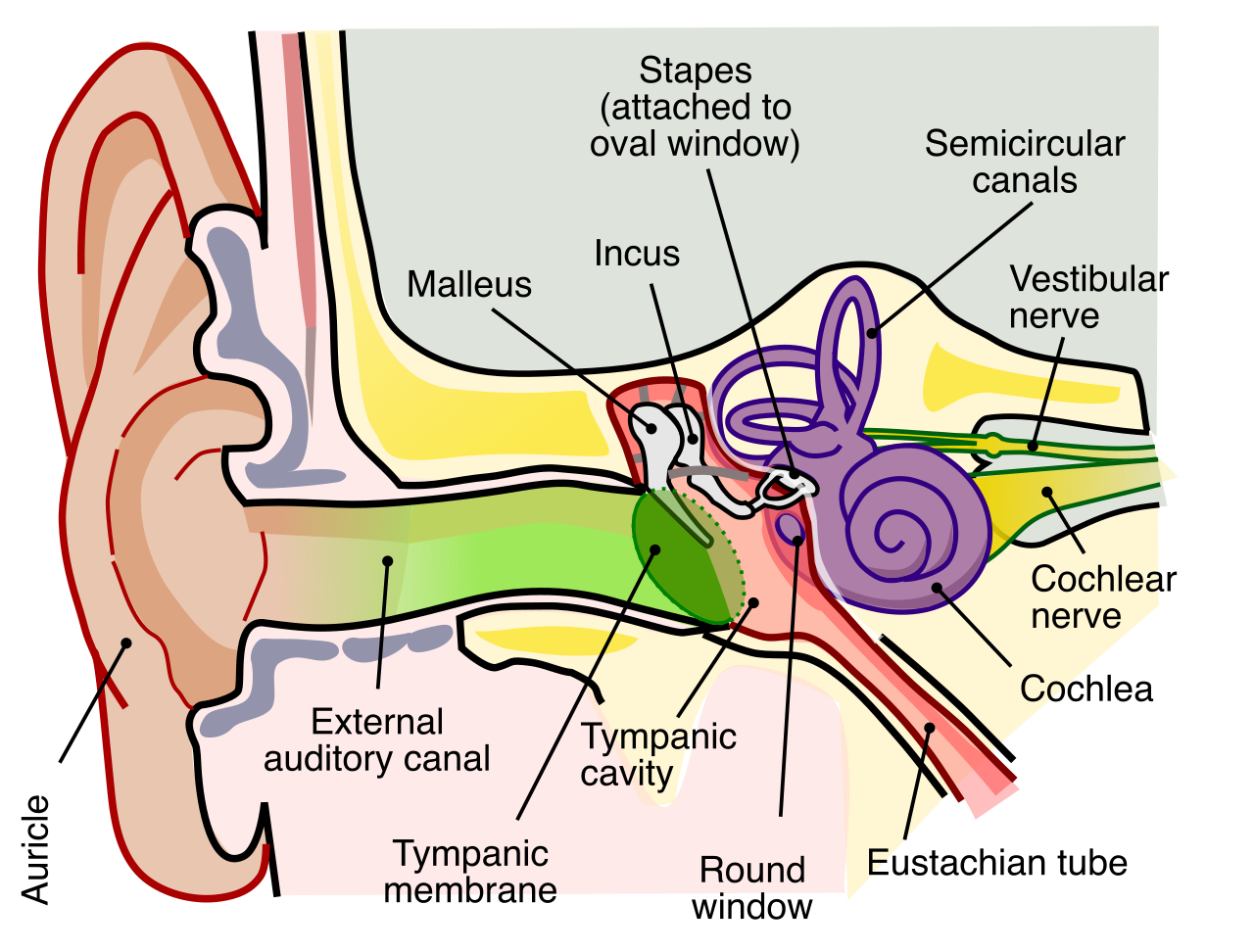 The auditory system often remains functional even when other physiological senses fail. Nurses should always speak to unresponsive dying clients under the assumption they can hear.