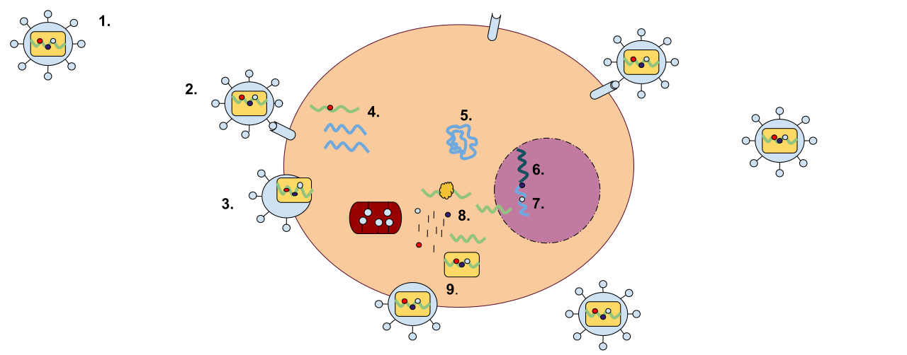 Diagram detailing the complex life cycle of a retrovirus. A text using general-to-specific organization would introduce the broad category of pathogens before zooming in on these microscopic mechanisms.