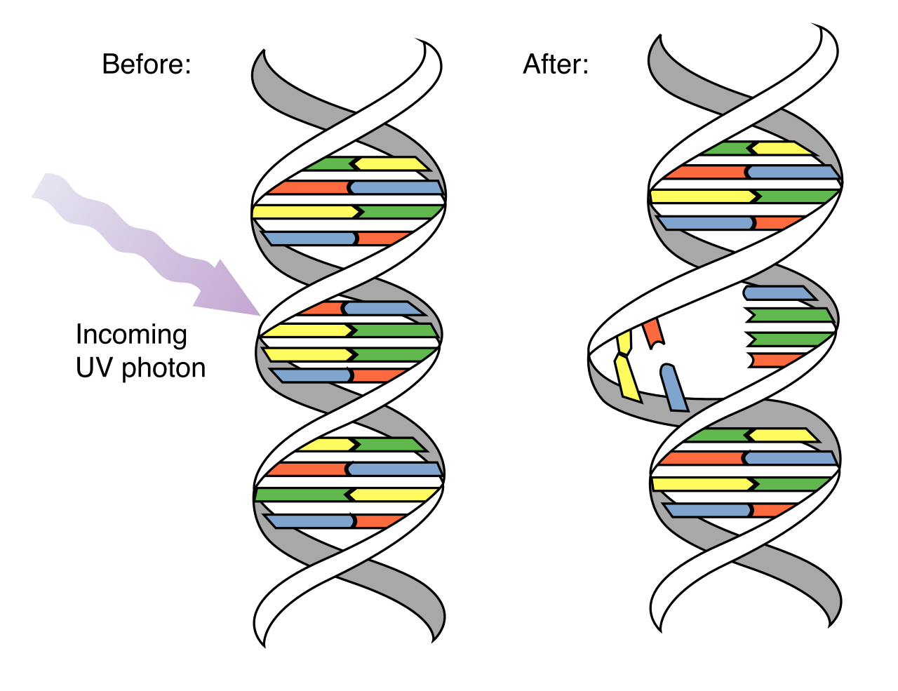 Ultraviolet radiation damages DNA by causing adjacent thymine bases to abnormally bond with each other, forming a pyrimidine dimer that distorts the double helix structure.