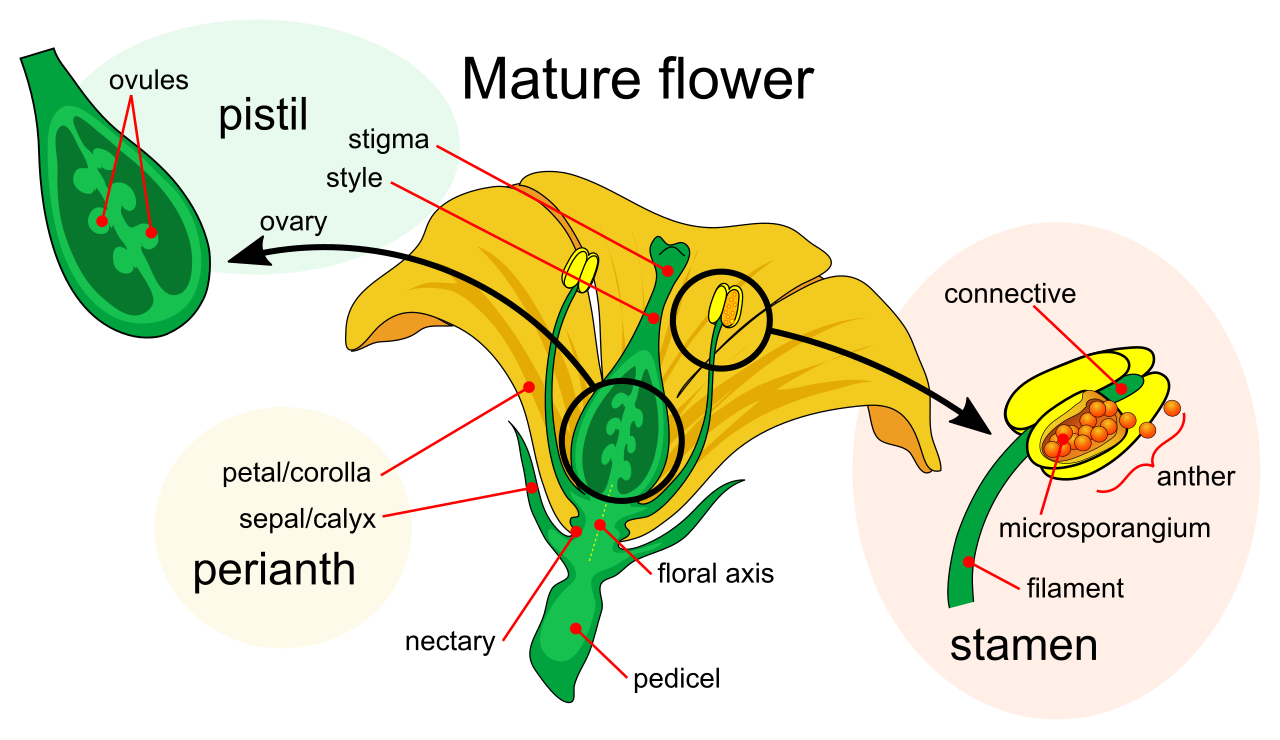 The structural anatomy of an angiosperm flower. The outer whorls (sepals and petals) provide protection and attract pollinators, while the inner whorls contain the male (stamen) and female (carpel/pistil) reproductive organs.