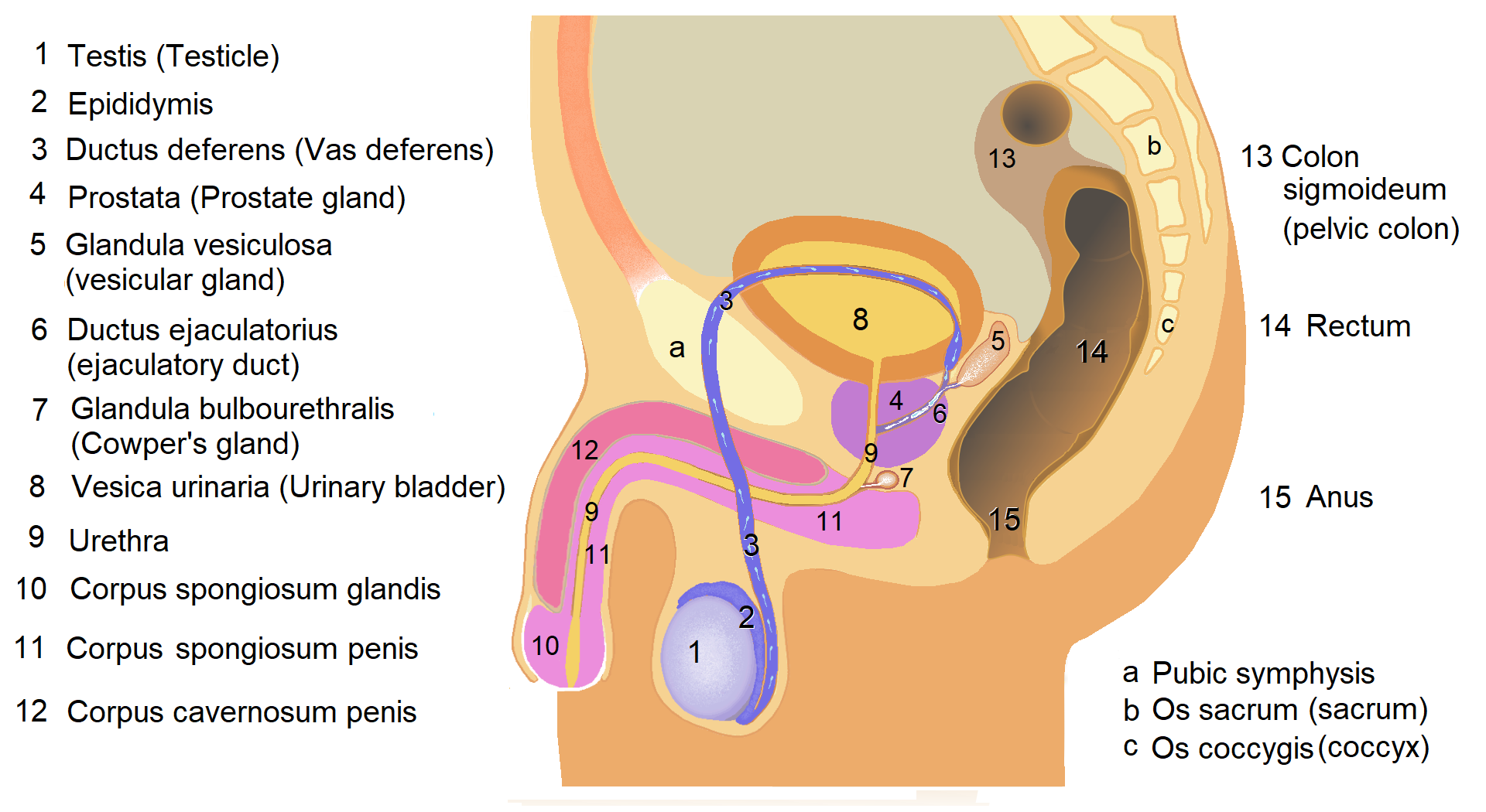 Sagittal diagram of the male reproductive organs tracing the pathway of sperm from the epididymis through the vas deferens, and highlighting the accessory glands (seminal vesicle, prostate, and bulbourethral gland) that contribute vital fluids to the semen.