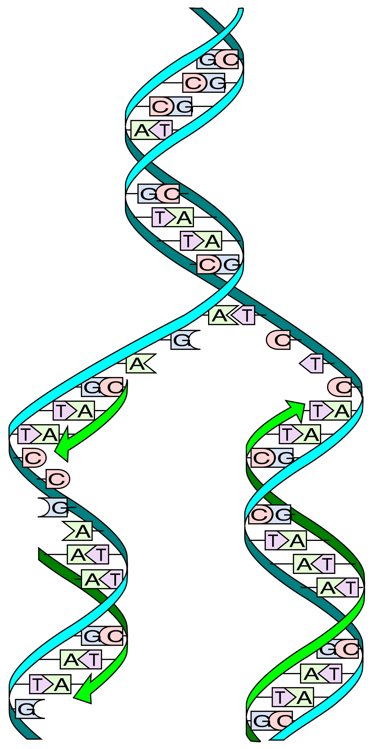 During semi-conservative DNA replication, the double helix is unwound by helicase, and each original strand serves as a template for synthesizing a new, complementary partner strand.
