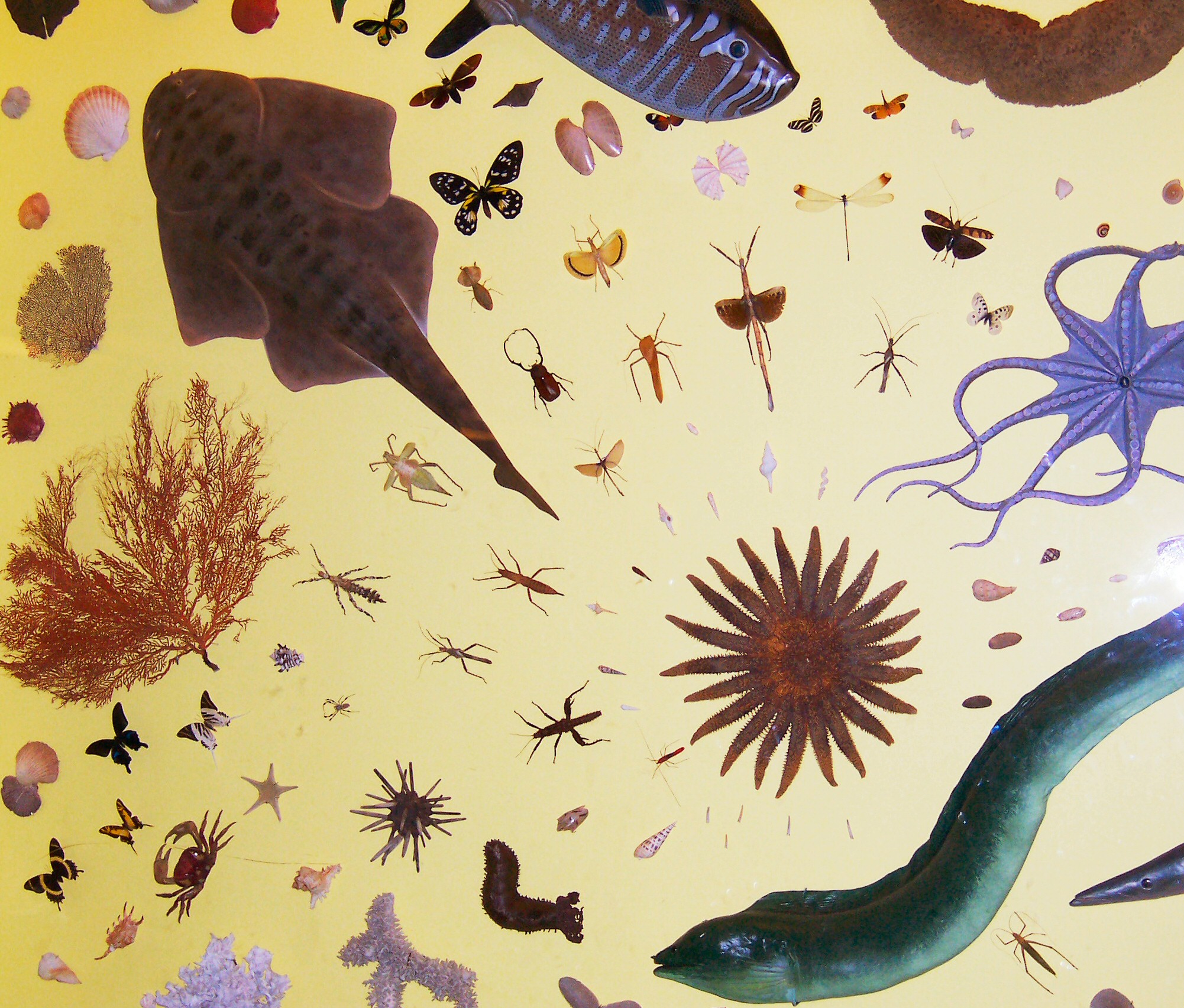 A comparison of body plans across the animal kingdom, illustrating asymmetry, radial symmetry, and bilateral symmetry.
