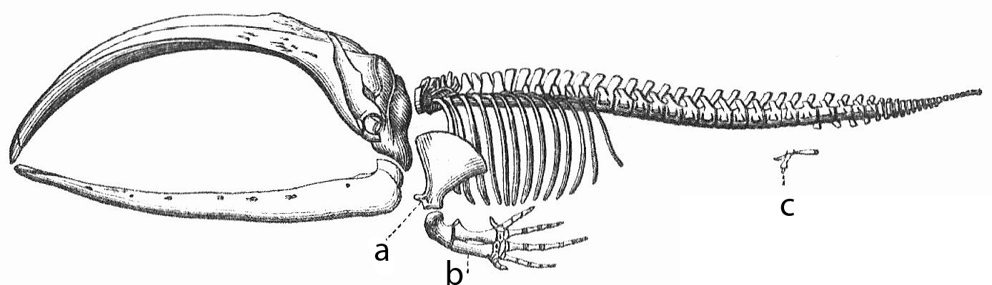 The skeleton of a baleen whale contains vestigial pelvic bones (labeled 'c') disconnected from the spine, serving as an anatomical remnant of its four-legged terrestrial ancestors.