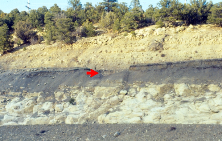 The Cretaceous-Paleogene (K-Pg) boundary layer, indicated by the red arrow, contains a global iridium anomaly serving as the physical fingerprint of the asteroid impact that wiped out non-avian dinosaurs.
