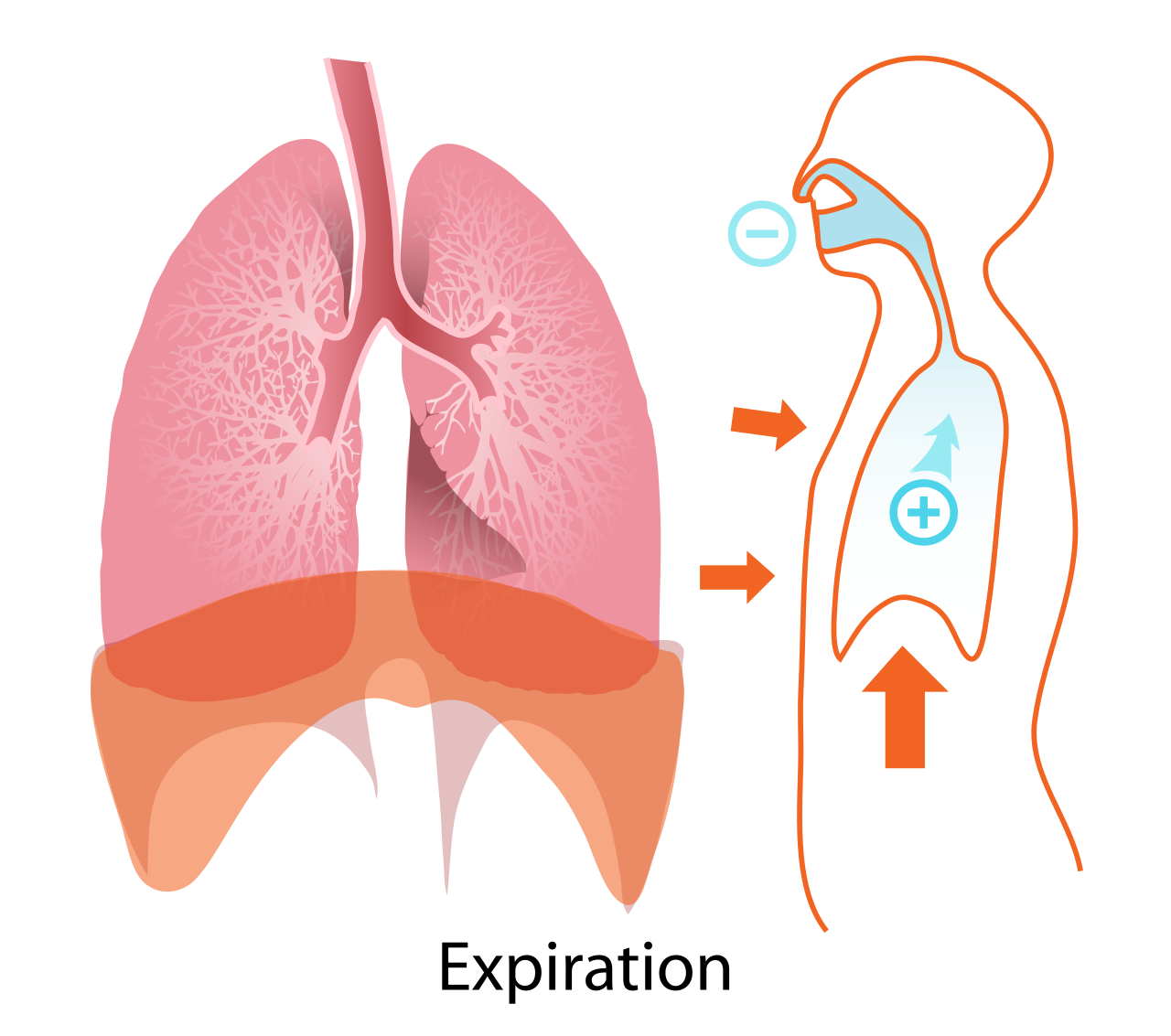 During passive exhalation, the relaxation of the diaphragm and intercostal muscles decreases thoracic volume, forcing carbon dioxide-rich air out of the lungs.