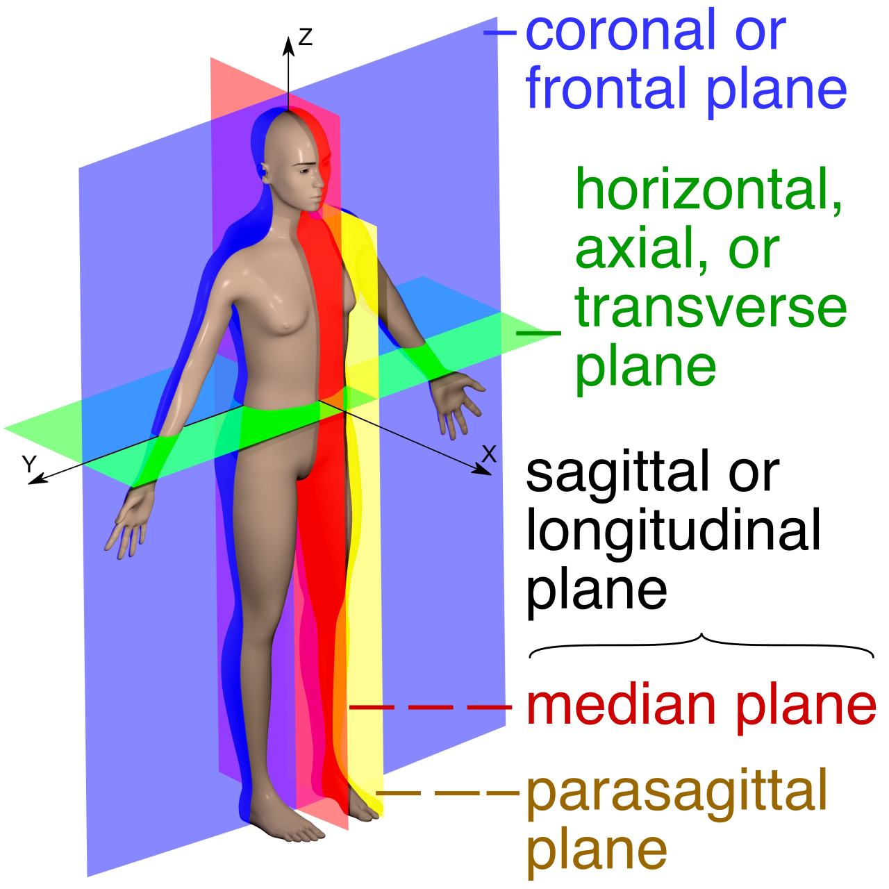 The three anatomical planes — sagittal, frontal (coronal), and transverse. Questions that ask how a structure is "sectioned" are really asking which of these three views you're looking at.