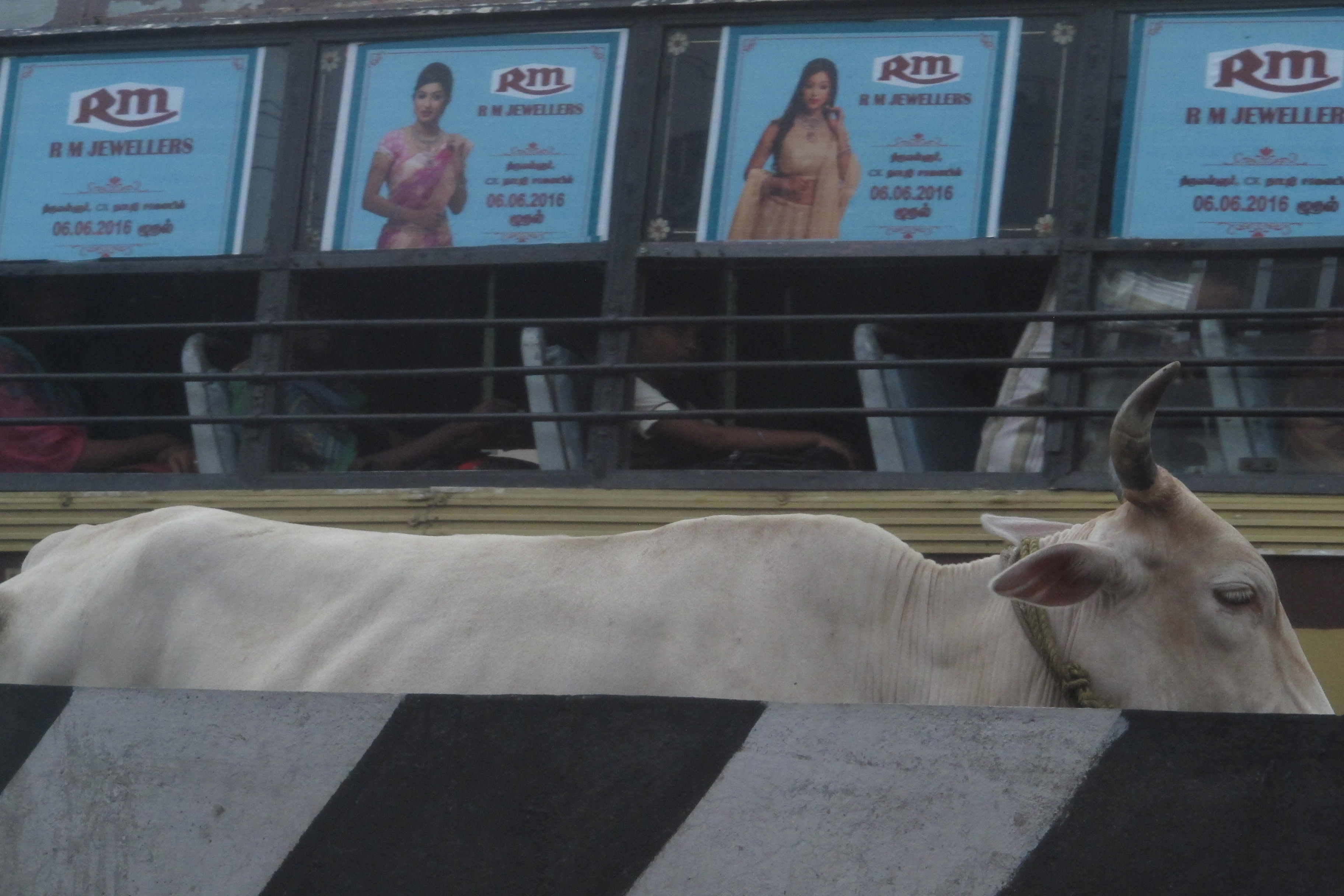 In Hinduism, the cow is revered as a sacred symbol of life, a belief that directly informs the dietary practice of avoiding beef.