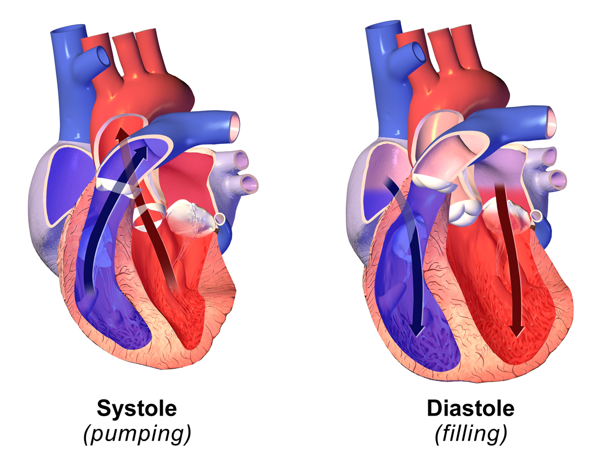 Systolic and diastolic blood pressure measurements reflect the immense mechanical forces exerted on the cardiovascular system during cardiac contraction and relaxation.