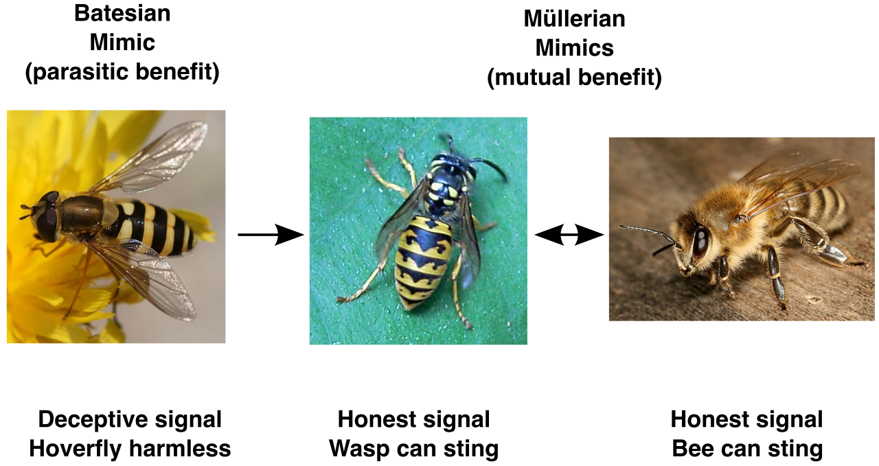 A visual comparison of Batesian mimicry (where a harmless species like a hoverfly mimics a dangerous wasp to deceive predators) versus Müllerian mimicry (where harmful species mutually evolve similar warning signals to reinforce their unpalatability).