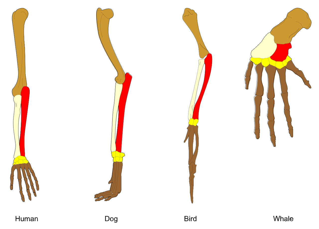 Homologous bones in the forelimbs of various tetrapods demonstrate common ancestry despite evolutionary adaptation for different functions.