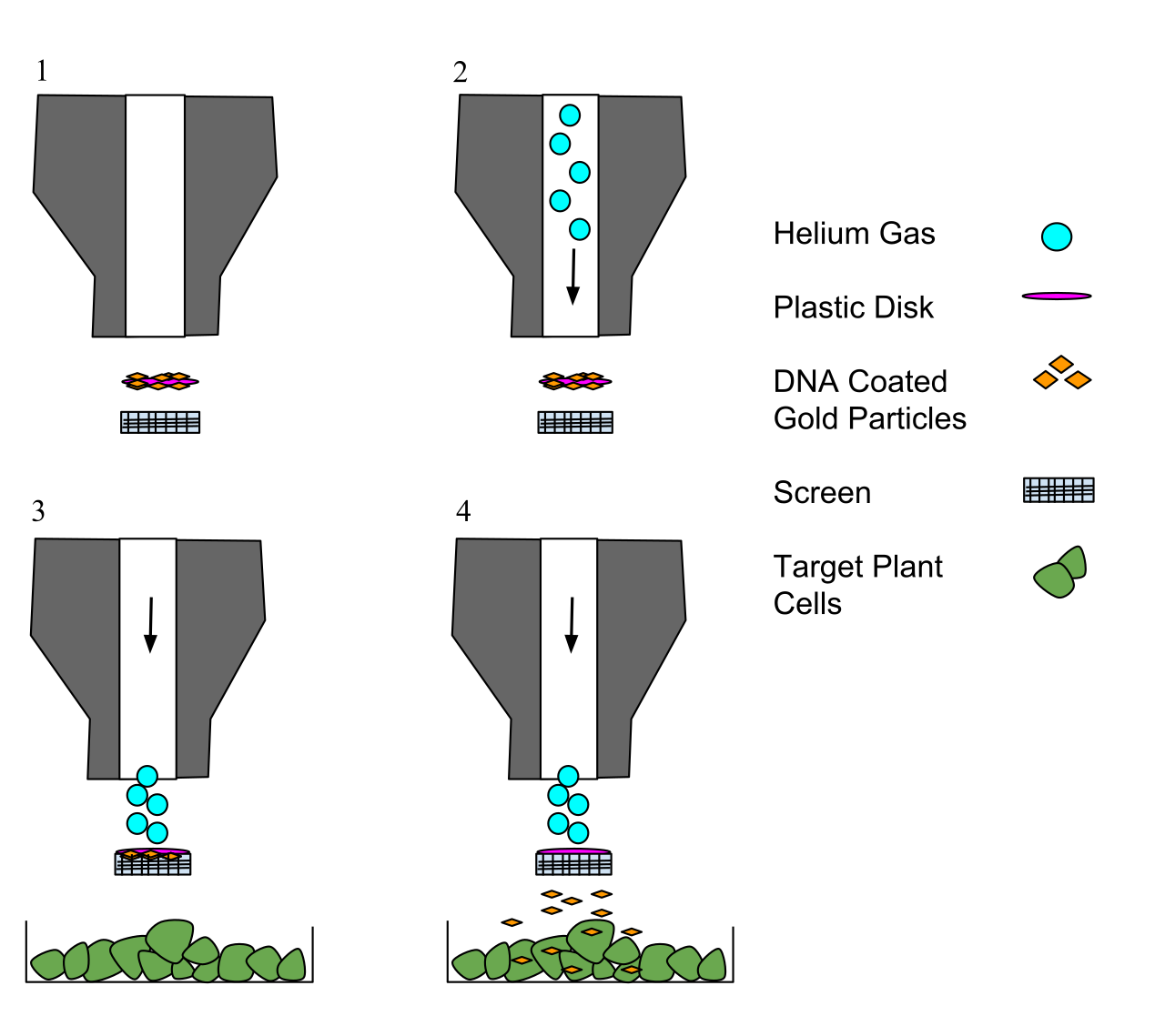 A gene gun bypasses the rigid plant cell wall by using biolistics to shoot microparticles coated with DNA directly into the target cells.