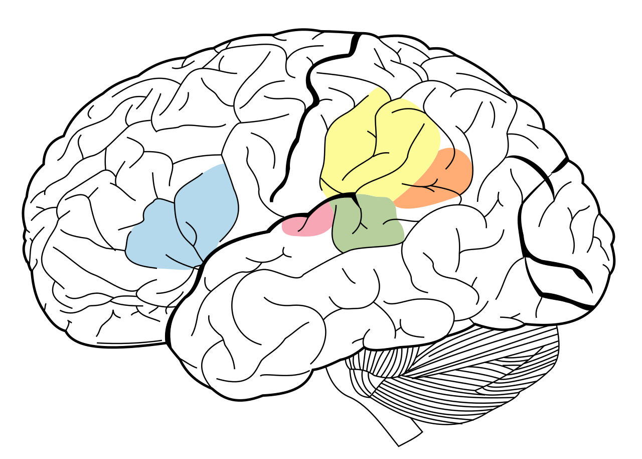 Language processing engages specific, mapped anatomical regions of the human brain, such as Broca's and Wernicke's areas.