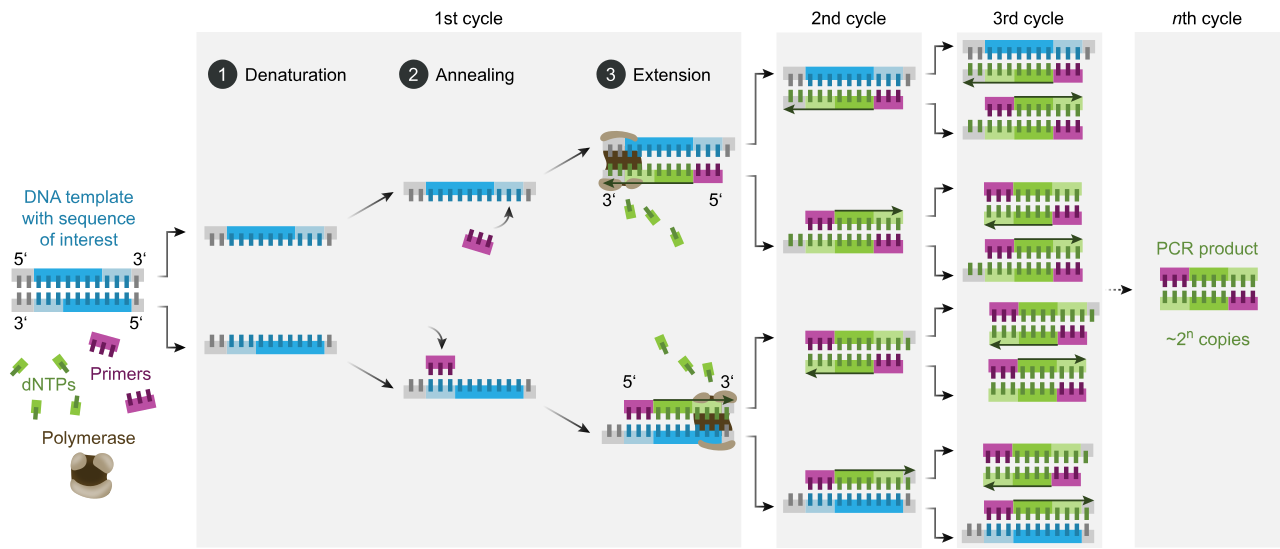 The polymerase chain reaction (PCR) amplifies specific DNA sequences by repeatedly cycling through three temperature-dependent stages: thermal denaturation, primer annealing, and enzymatic extension.