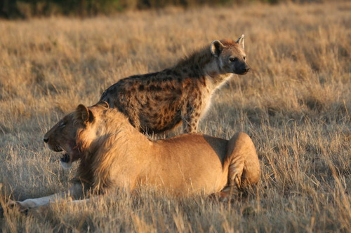 A lion and a spotted hyena in close proximity. Because they share a similar ecological niche and prey requirements, they frequently engage in intense interspecific competition.