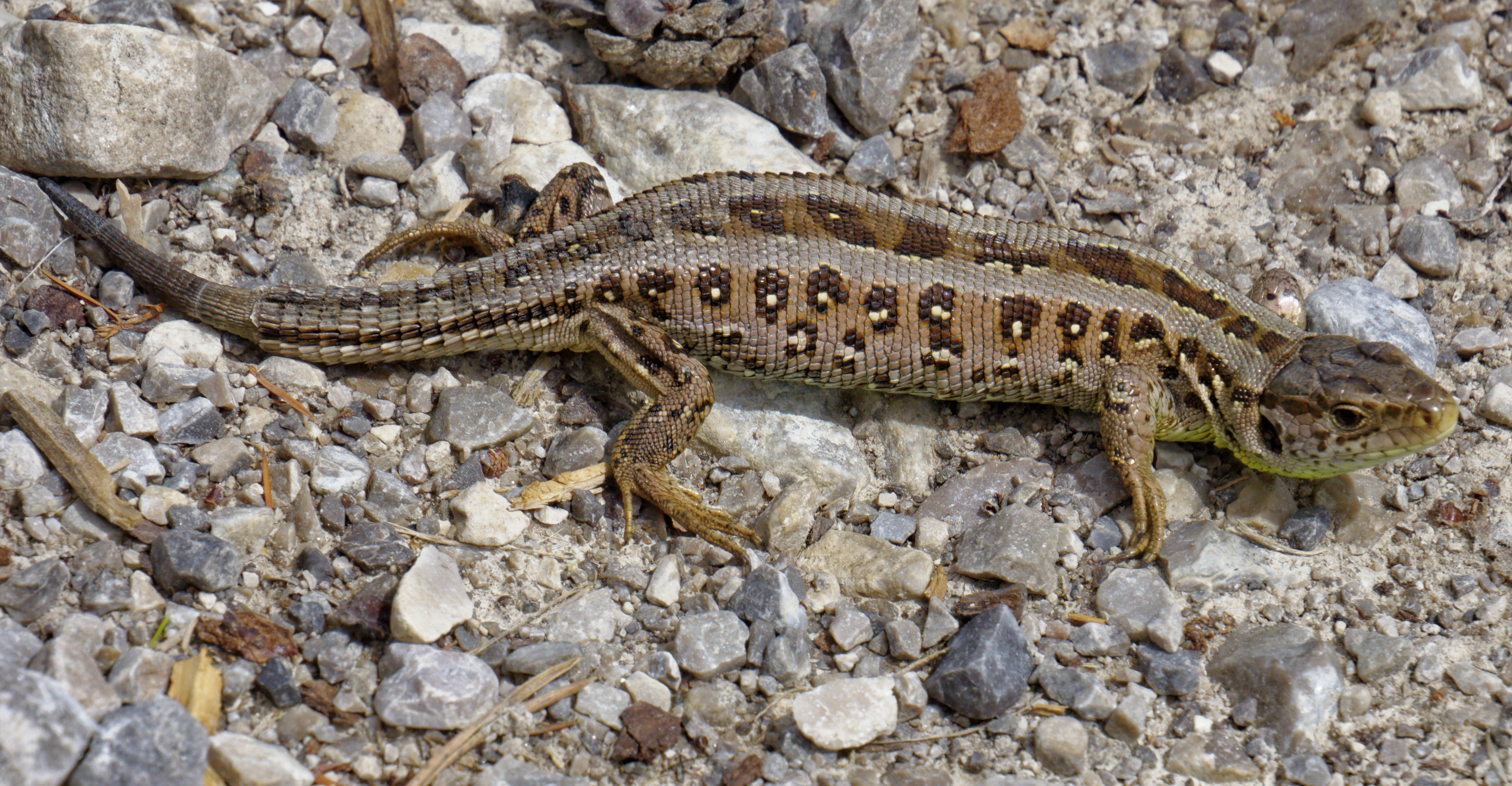 A physical injury acquired during an organism's life, such as a lizard shedding its tail, is an acquired characteristic. It does not alter the genetic blueprint and will not be inherited by offspring.