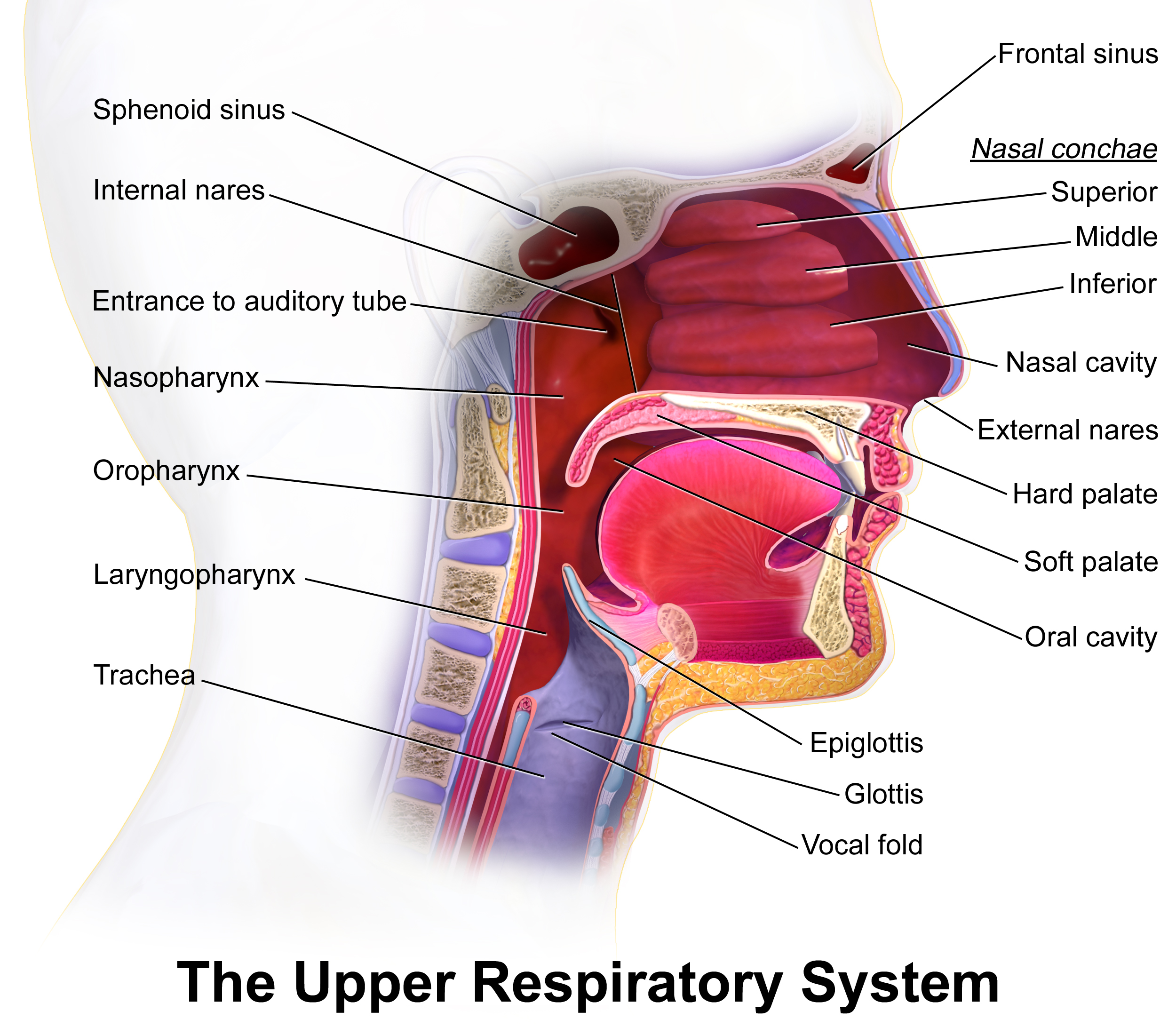 The upper respiratory tract — nasal cavity, pharynx, larynx. A typical TEAS item names one of these structures and asks its role in moving air toward the lungs.
