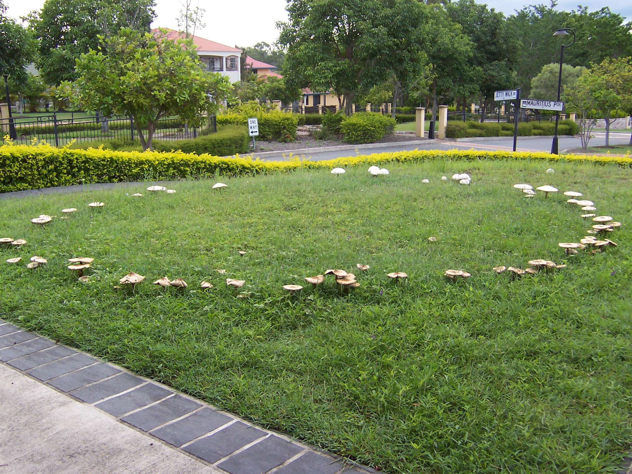 A naturally occurring fairy ring of mushrooms. While we plainly observe the circular pattern of the white caps, inferring that an underground root system connects them requires a leap from observation to inference.