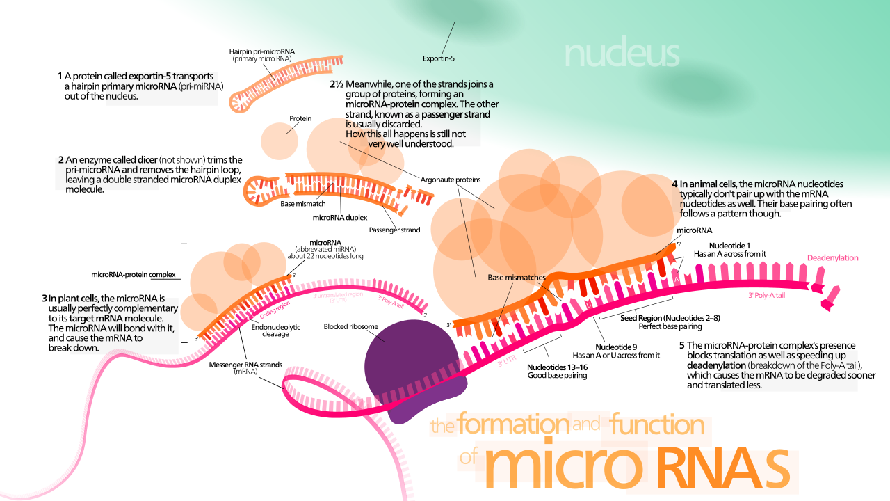 MicroRNA (miRNA) molecules intercept specific mRNAs in the cytoplasm. By binding to complementary target sequences, they trigger mRNA degradation or physically block the ribosome from performing translation.