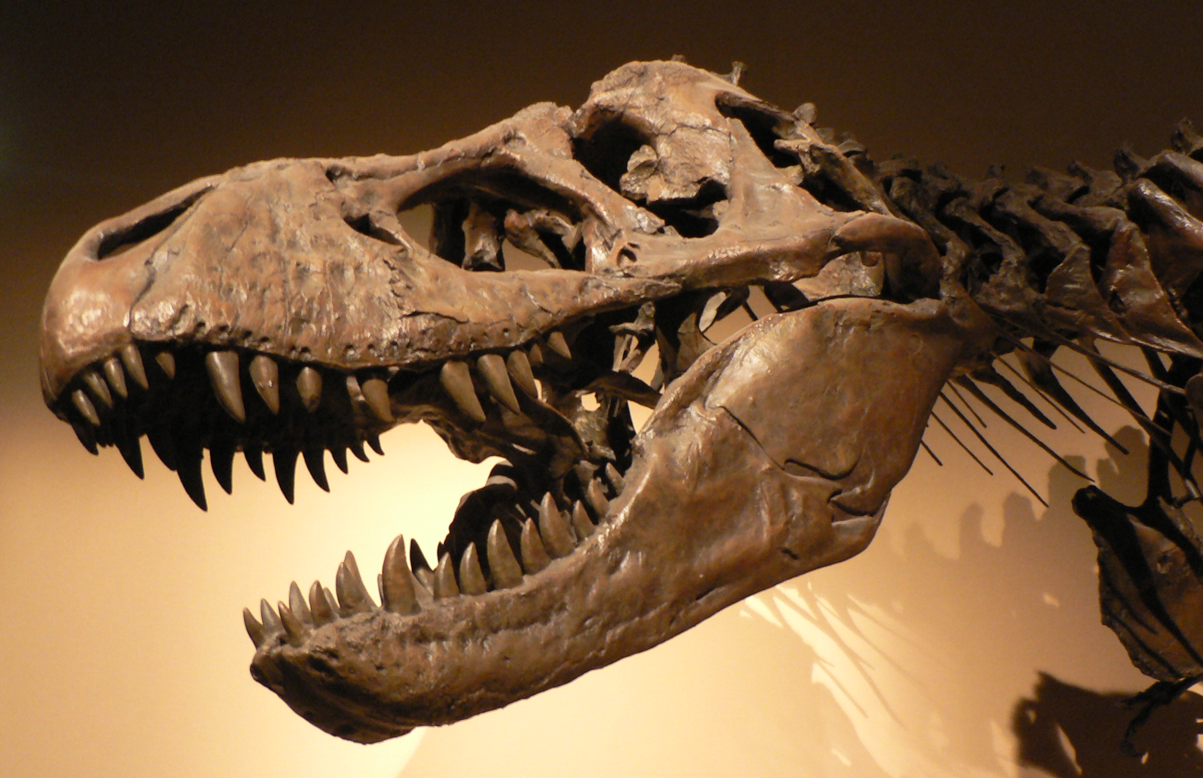 Extinction represents a biological finality that occurs when an entire species, such as non-avian dinosaurs, lacks the necessary genetic variations to survive a severe environmental shift.