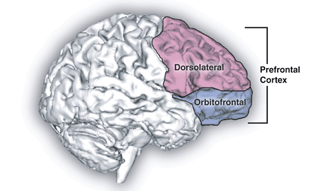 Executive functioning skills, such as logical sequencing and complex planning, are biologically localized in the prefrontal cortex of the brain.