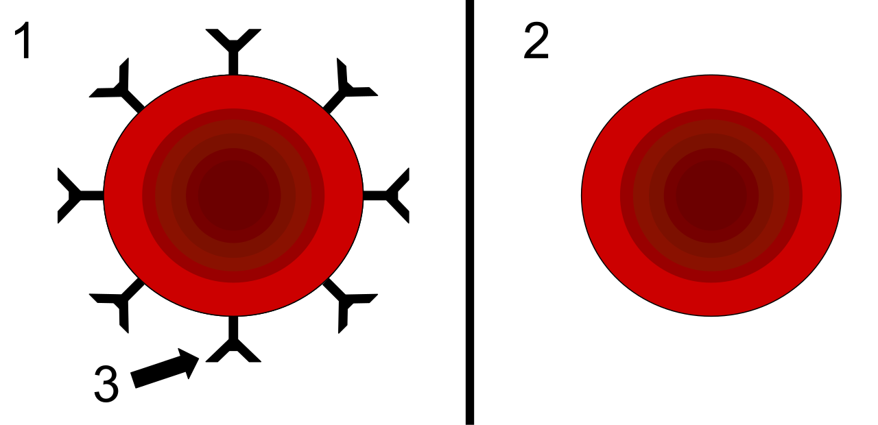 Diagram comparing Rh-positive and Rh-negative red blood cells. If an Rh-negative mother is exposed to Rh-positive fetal blood, she will develop antibodies without the prophylactic administration of Rh immune globulin.