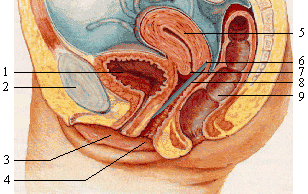 A sagittal cross-section demonstrating proper contraceptive diaphragm placement. The device (8) sits firmly over the cervix (7), creating a physical barrier that must remain in place for at least six hours post-intercourse to ensure spermicidal effectiveness.