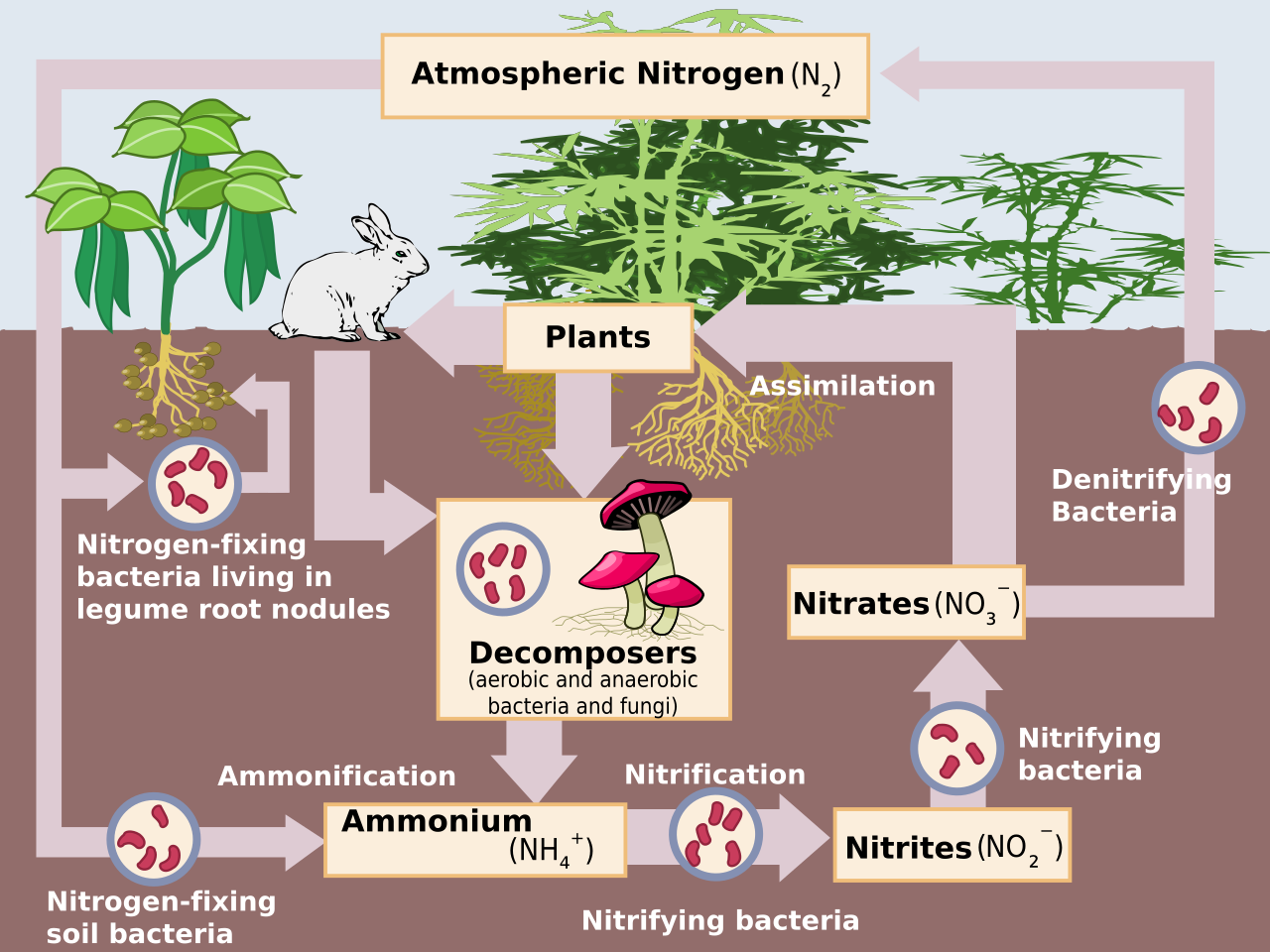 The nitrogen cycle traces the complex microbial pathways required to convert inert atmospheric nitrogen gas into biologically usable forms like ammonia and nitrates.