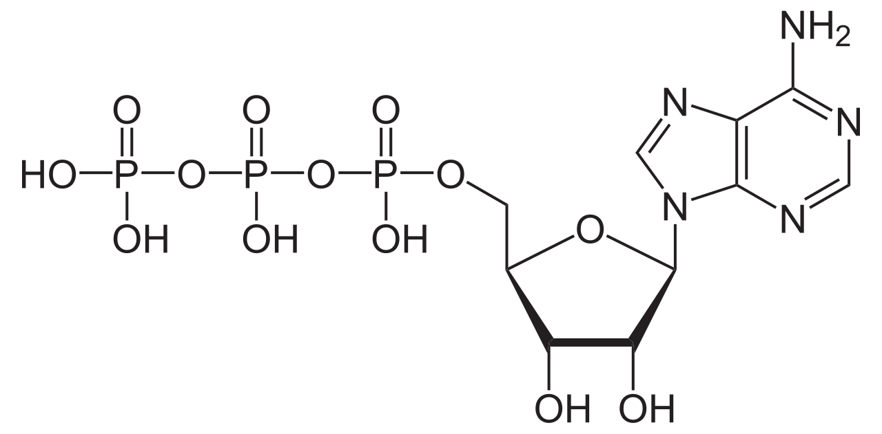 The chemical structure of Adenosine Triphosphate (ATP). The molecule is composed of an adenine base, a ribose sugar, and a highly repulsive chain of three phosphate groups.
