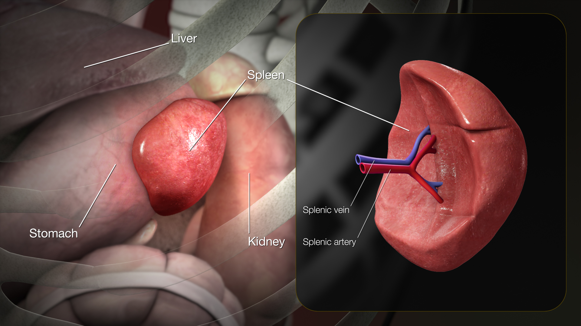 The spleen is a highly vascular abdominal organ. A ruptured spleen causes rapid, life-threatening internal bleeding, triggering the legal provision for implied consent to allow immediate surgical intervention.
