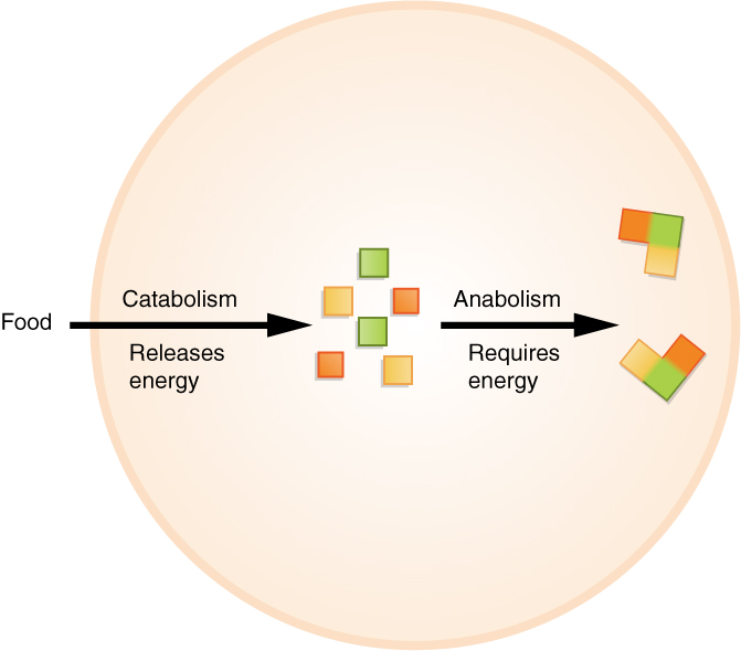 Metabolism consists of paired, opposing pathways: catabolic processes tear down complex molecules to release energy, while anabolic processes consume energy to construct cellular materials.