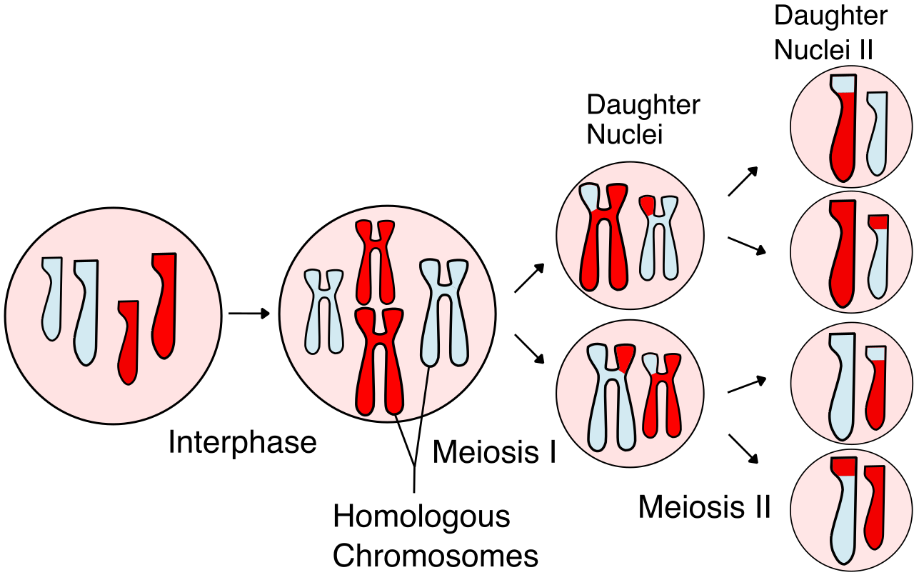 An overview of meiosis, highlighting the two successive cell divisions that reduce the diploid chromosome count to form four genetically unique haploid gametes.