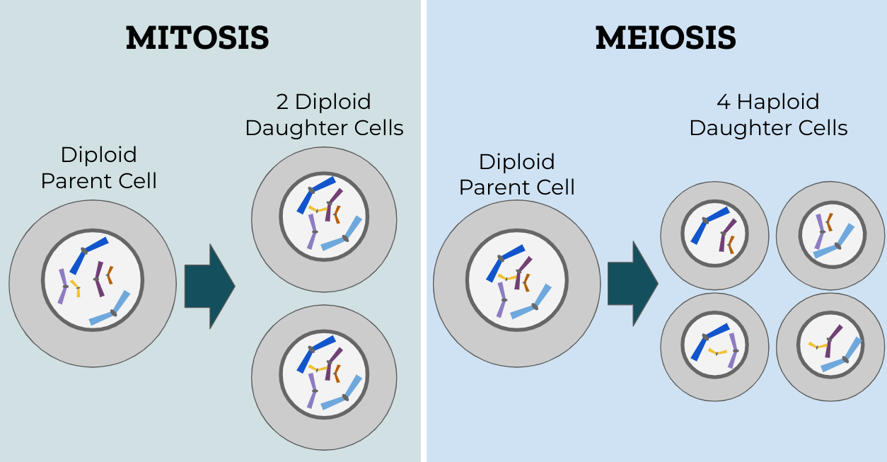 A compare-and-contrast organizational pattern structurally organizes facts to highlight the similarities and differences between two related subjects, such as the cellular division cycles of mitosis and meiosis.