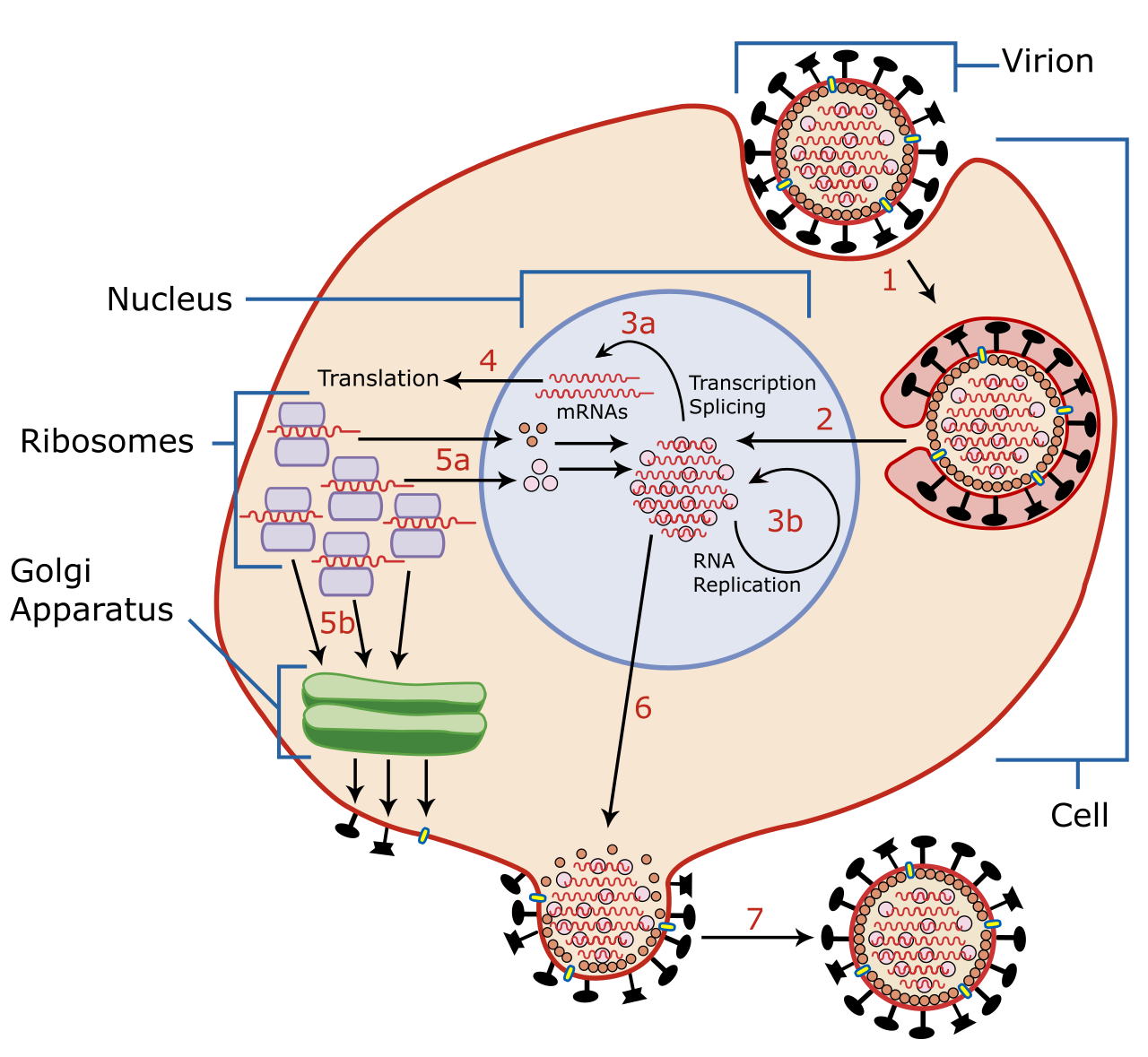 Because they lack their own reproductive machinery, viruses must invade a living host cell, hijacking its internal functions to replicate their genetic material and assemble new viral particles.