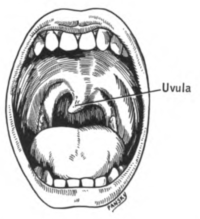 Anatomical diagram detailing Cranial Nerve IX (the glossopharyngeal nerve). Using Roman numerals for cranial nerve designations provides a universally recognized standard that prevents critical misidentification in neurological charting.