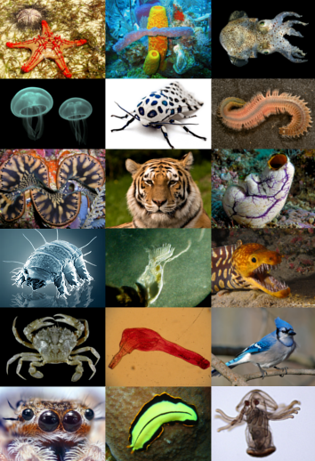 Biodiversity encompasses the vast genetic and physical variety of life on Earth. A highly diverse ecosystem provides greater structural integrity and biological resources.