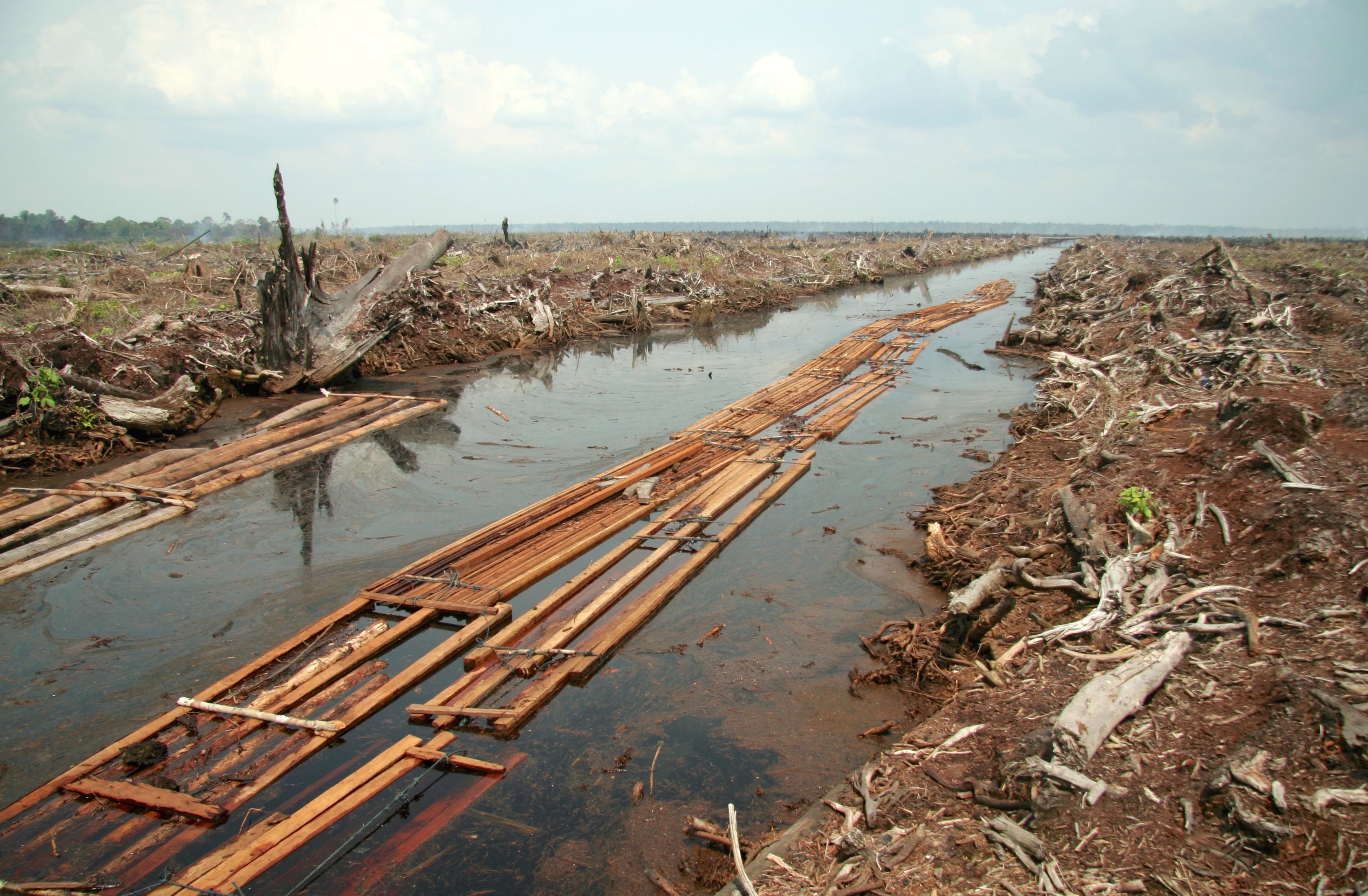 Human activities like deforestation rapidly alter biological stages, immediately removing the shelter and food sources that native species require for survival.