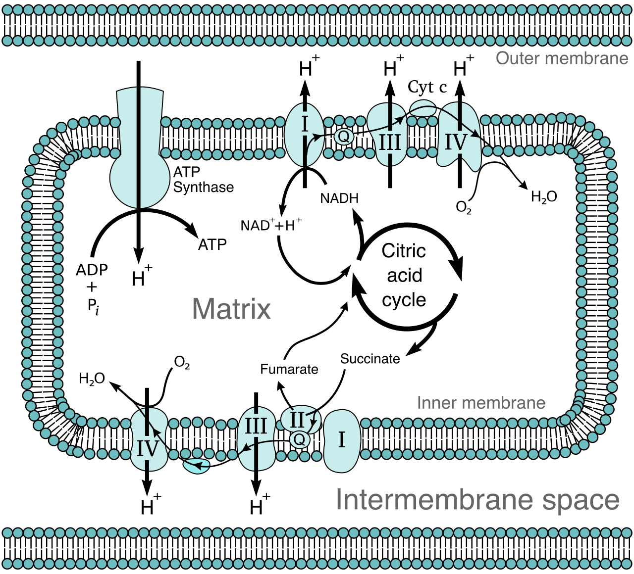 The electron transport chain passes electrons down a series of protein complexes, using the released energy to actively pump protons into the intermembrane space against their concentration gradient.