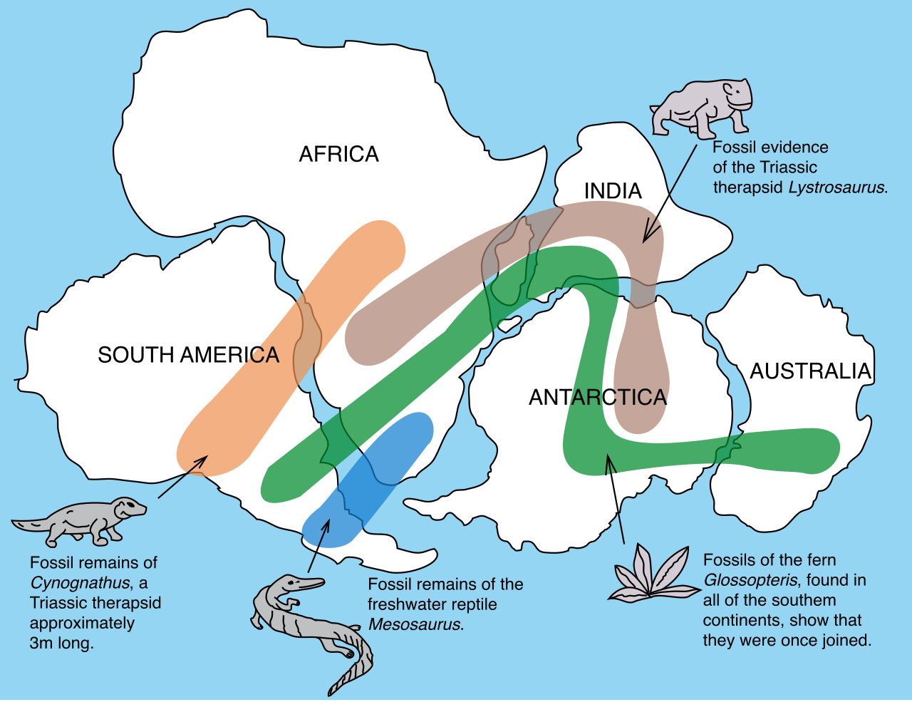 The geographical distribution of identical fossil species, such as the fern Glossopteris and the reptile Mesosaurus, provided crucial evidence for the existence of the ancient supercontinent Pangaea.