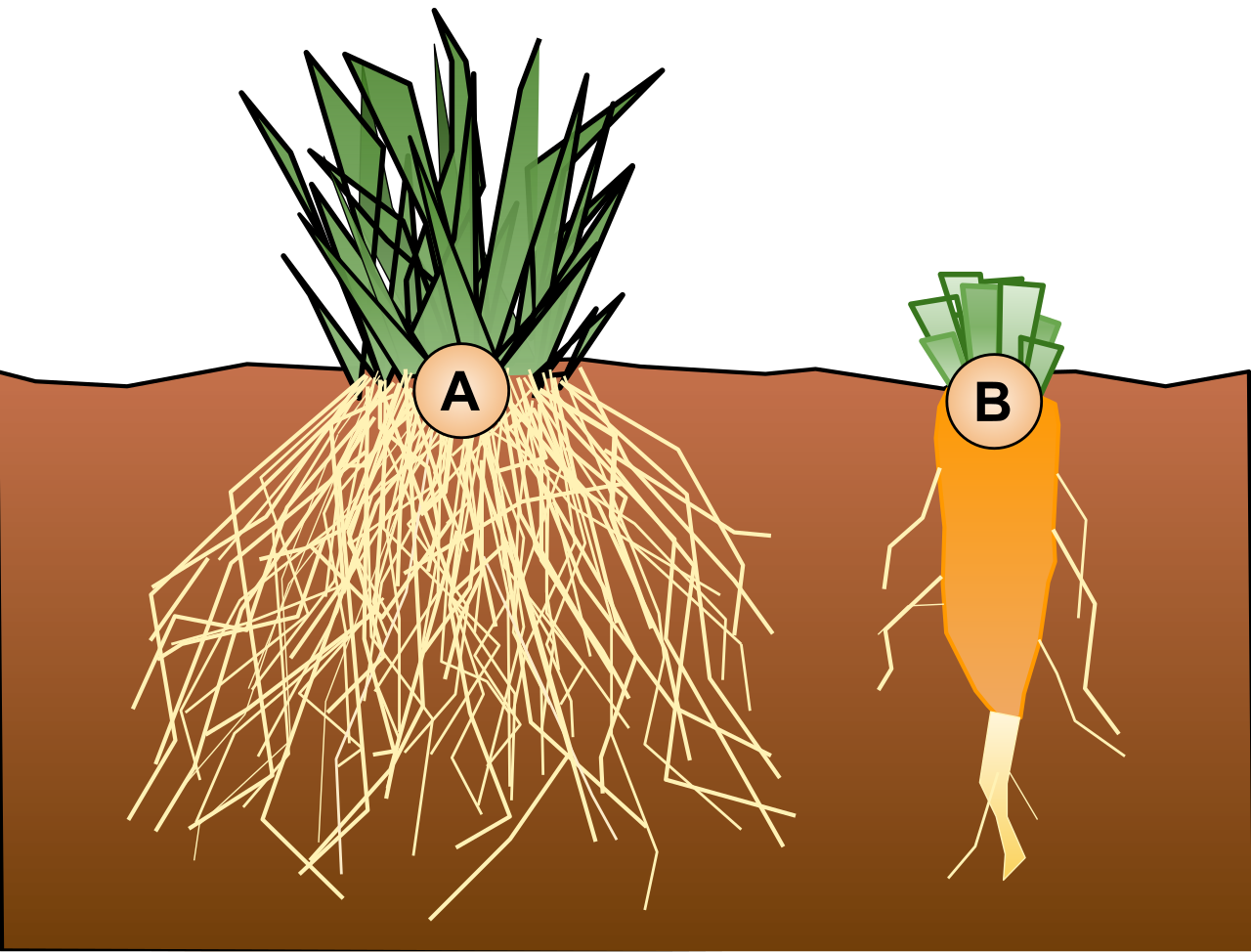 A comparison of plant root architectures: the eudicot taproot system (B) features a primary descending root, while the monocot fibrous system (A) consists of a dense network of equally sized roots.